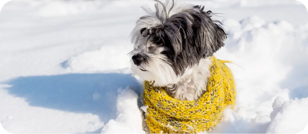 10 tipp télen kedvenced egészségéért