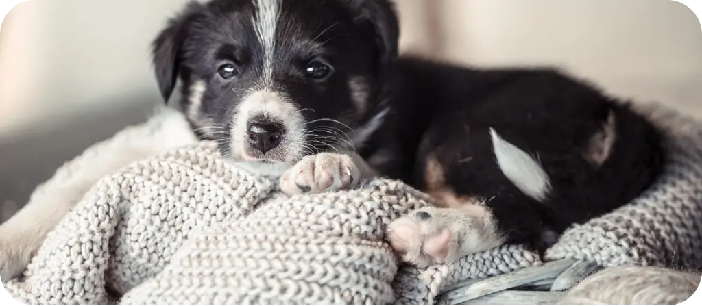 Kölyökkutya a családban!