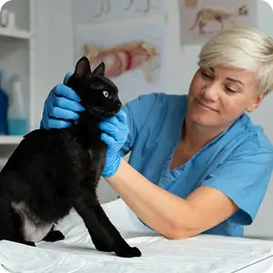 Dr. Horváth Daniella